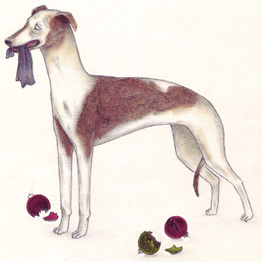 Whippet