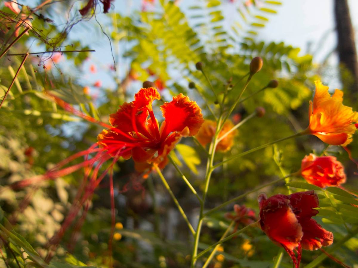 Research: Abortifacients, Emmenagogues & The History of Women’s Reproductive&nbsp;Health