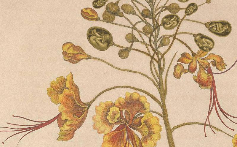 Peacock Flower Jezebel Illustration